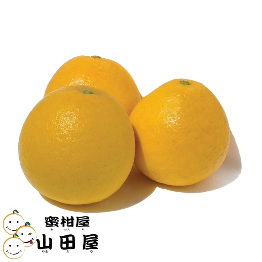 ミンコさん専用　愛媛産 河内晩柑10キロ×3箱 河内晩柑 訳あり 10kg 愛媛県産 送料無料 不揃い 2セット御購入